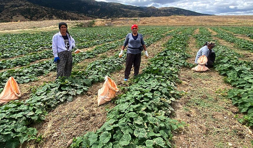 Çorum'un salatalığı ile meşhur köyü