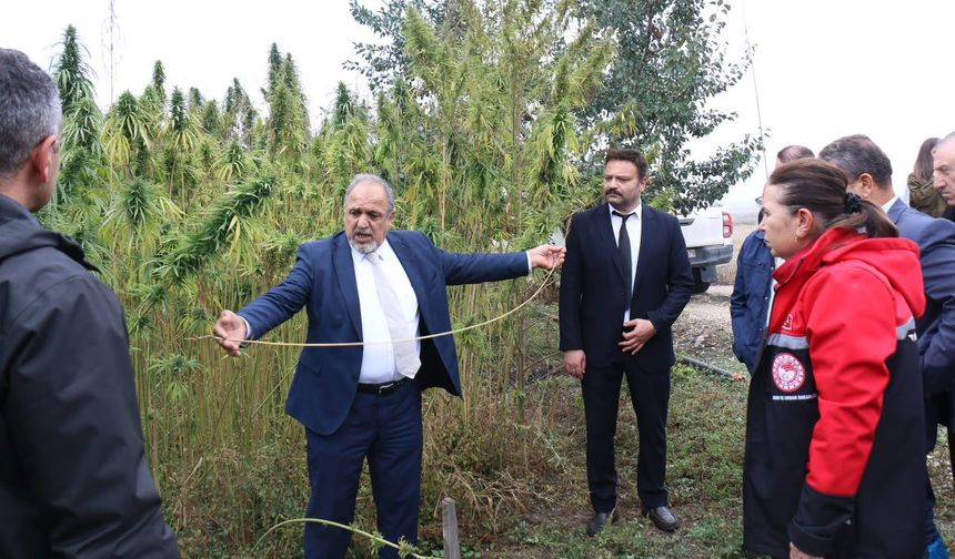Üreticiler kenevir yetiştiriciliği hakkında bilgi aldı