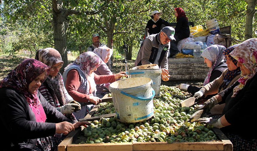 Çorum'da ceviz hasadı başladı