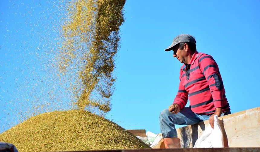 Çorum'da beyaz altın hasadı başladı